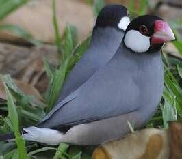 Padda de Java Breeding 的图像结果