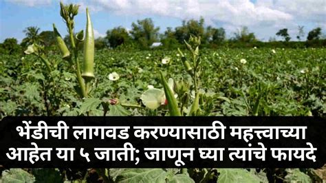 Okra variety : भेंडीची लागवड करण्यासाठी महत्त्वाच्या आहेत या ५ जाती ...