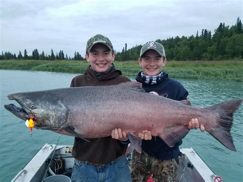 Alaska Fishing License King Salmon Stamp at Joshua Allingham blog
