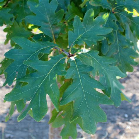 White Oak Tree Leaves