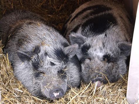 The Well-Appointed Prepper Homestead! – Welcome PBN Family