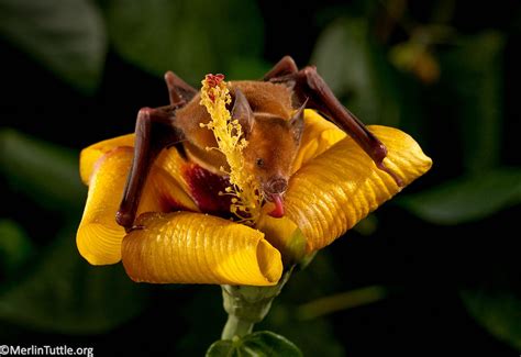 Image result for Bat Pollination