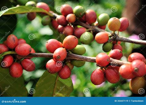Coffee beans on plant stock image. Image of crop, ripe - 35447119