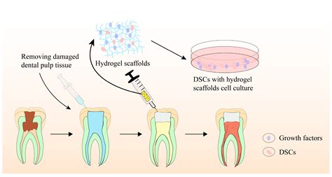 Tissue Engineering 的图像结果