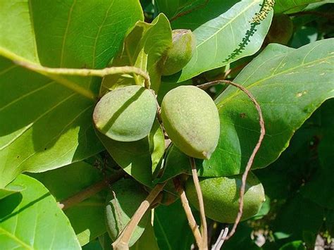 SHOP 360 GARDEN Terminalia catappa, Country almond, Indian almond ...