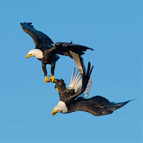 For Amorous Bald Eagles, a ‘Death Spiral’ Is a Hot Time | National ...