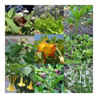 Legendary Nightshade Plants - Seed kit