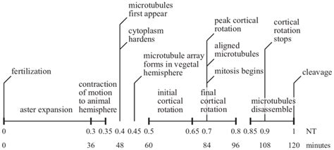 Image result for Human Fertilization Timeline