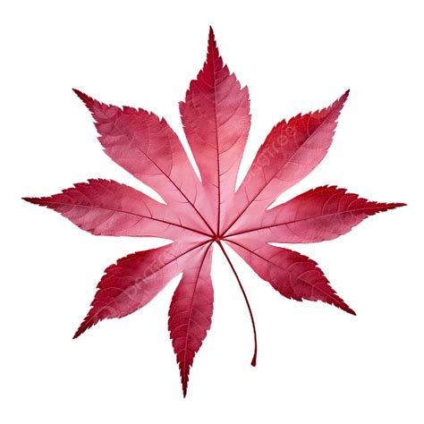 Japanese Maple Leaf Template Japanese Maple Leaf PNG Transparent