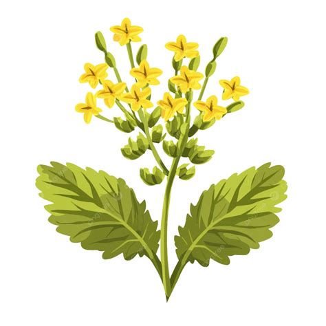 Mustard Plant And Flowers, Mustard Plant, Mustard Flower, Mustard PNG ...