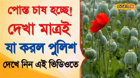 Bangla News | পোস্ত চাষ হচ্ছে! দেখা মাত্রই যা করল পুলিশ দেখে নিন ...
