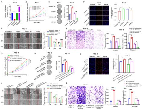 HNF4α-Mediated LINC02560 Promotes Papillary Thyroid Carcinoma ...