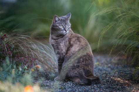 Why does my cat have itchy sores on his skin? | FirstVet