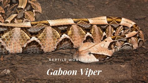 Download Gaboon Viper Venomous Snake Illustration Wallpaper ...