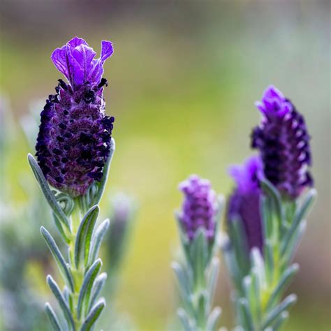 Lavender Flower Colors: 17 Richly Hued Varieties In White, Pink, Purple ...