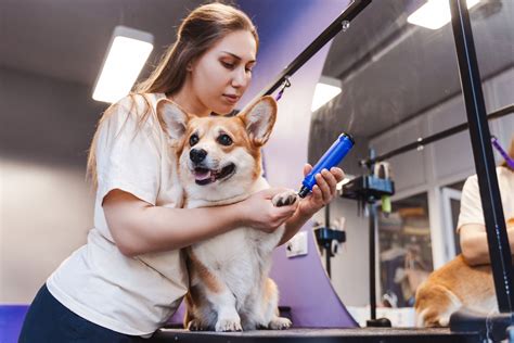 New York Mobile Pet Groomer Insurance