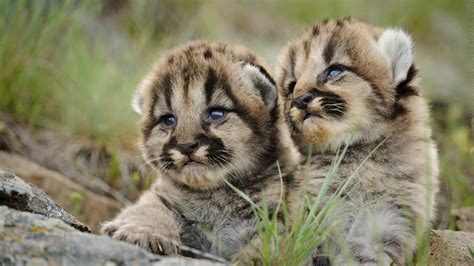 Mountain Lion Cubs : r/hardcoreaww