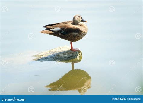 Chinese Spot-billed Duck stock image. Image of wild - 289047203