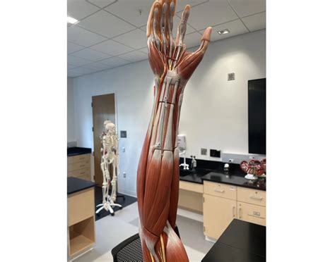 Image result for Human Arm Muscle Model