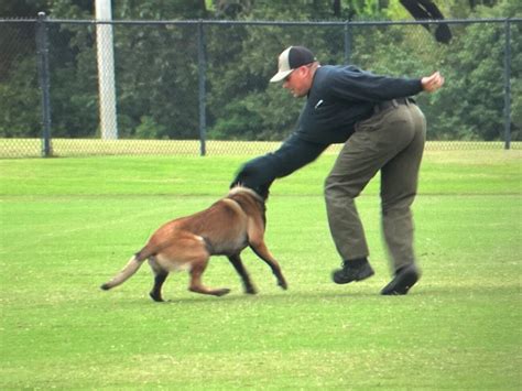 Police K9 teams from across the country in Foley to compete in USPCA PD ...