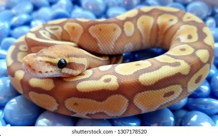Image result for Lesser Ball Python