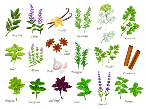 Spices And Herbs Plants