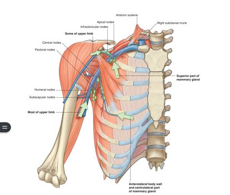 AXILLARY REGION