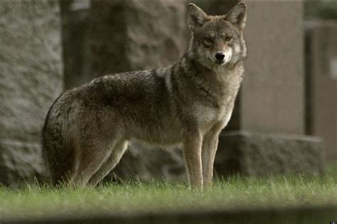 Coyote Wolf Hybrid Black