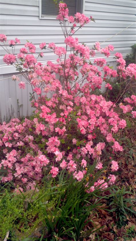 Free photo: Pink Flowering Bush - Blooming, Blossoms, Bush - Free ...
