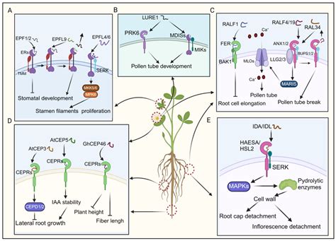 Small Peptides: Orchestrators of Plant Growth and Developmental Processes