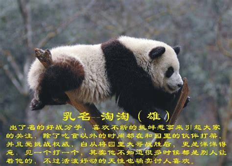 “2008四川卧龙大熊猫奥运北京行”活动启动