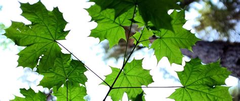 Image result for Maple Tree Leave CT