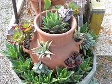 piante grasse in vaso 17 best images about house plants on growing piante grasse in vaso 17 best images about house plants on growing