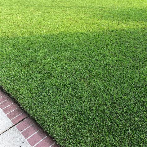 Best Grass Seed For South Carolina: 4 Grass Types Picks For A Lush Lawn