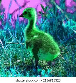 55 Canada Goose Clipart Royalty-Free Images, Stock Photos & Pictures ...