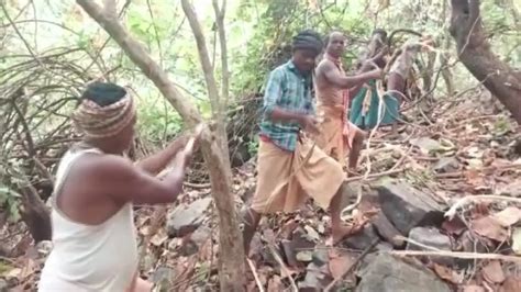 Rath Yatra 2023: Siali creeper used to prepare chariot ropes of Lord ...