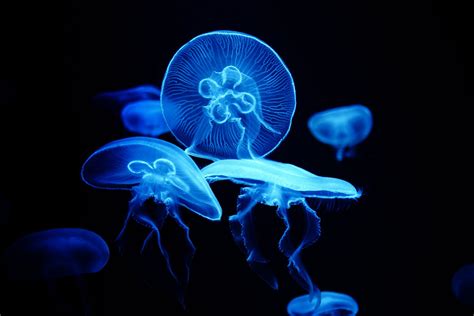 The age-defying secrets of the 'Immortal jellyfish'