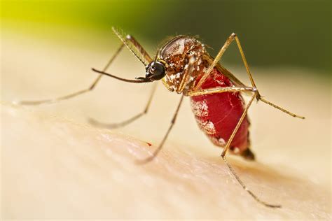 Aedes Mosquito Life Cycle Youtube