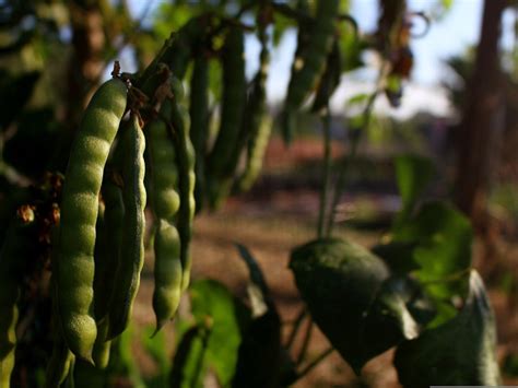 Image result for Yambohne