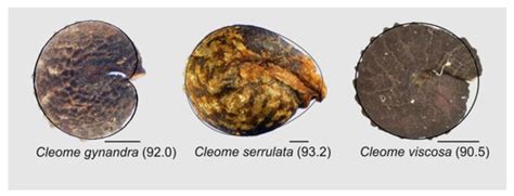 An Angiosperm Species Dataset Reveals Relationships between Seed Size ...