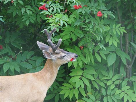 Do Deer Eat Tulips