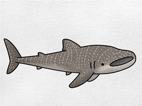 Whale Shark Drawing Whale Shark Art Print 8x10 — Haley Mortensen