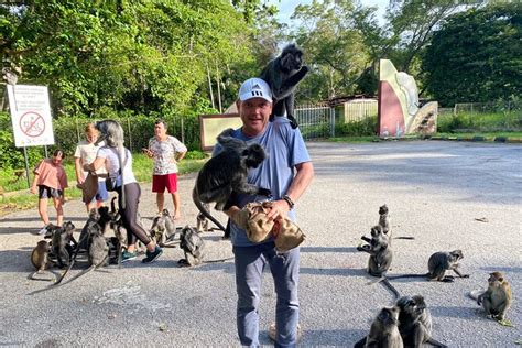 2026 Kuala Selangor Fireflies Evening Tour and Silverleaf Monkeys ...
