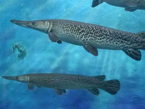 Alligator Gar fish: Discovery of Alligator Gar fish in Kashmir's Dal ...