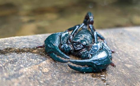 9 Most Venomous Scorpions in the World - Wildlife Explained