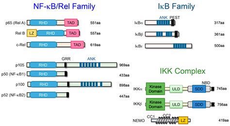 NF-κB Signaling Regulates Physiological and Pathological Chondrogenesis