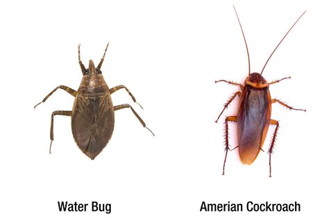 Waterbug Vs Roach