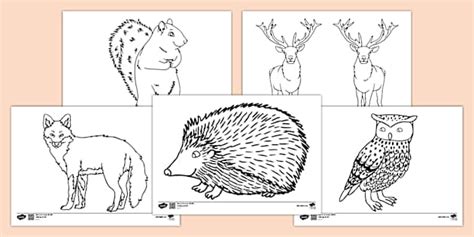 Autumn Animals Colouring Pack (teacher made) - Twinkl