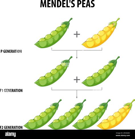 Cross Pollination Mendel