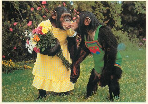 Funny Pictures Of Monkeys In Love - In Love Funny
